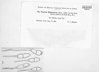 Puccinia malvacearum image